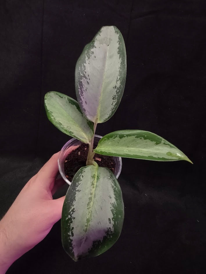 Aglaonema Suvarnabhumi Airport #02