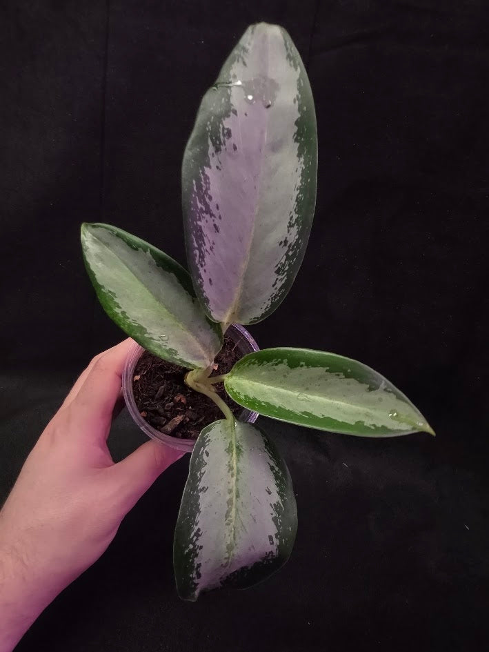 Aglaonema Suvarnabhumi Airport #02
