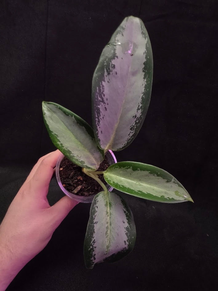 Aglaonema Suvarnabhumi Airport #02
