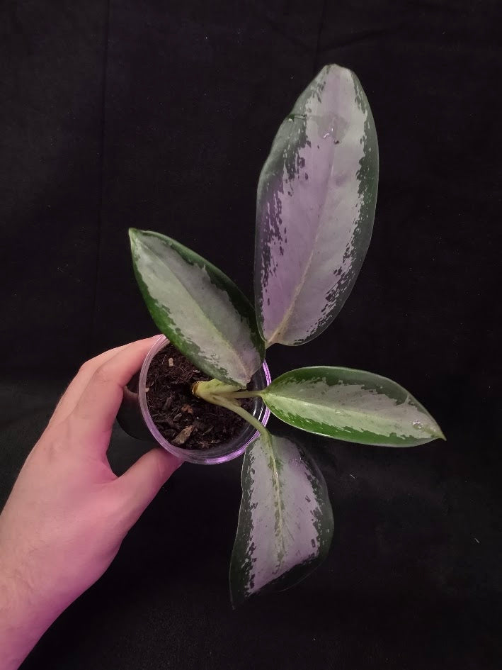 Aglaonema Suvarnabhumi Airport #02