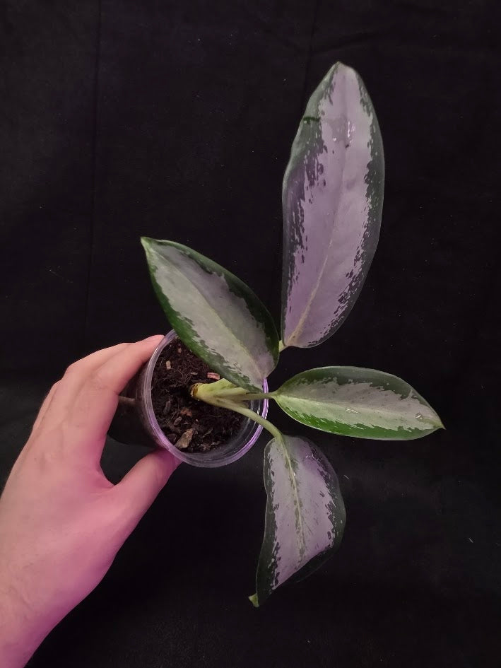 Aglaonema Suvarnabhumi Airport #02