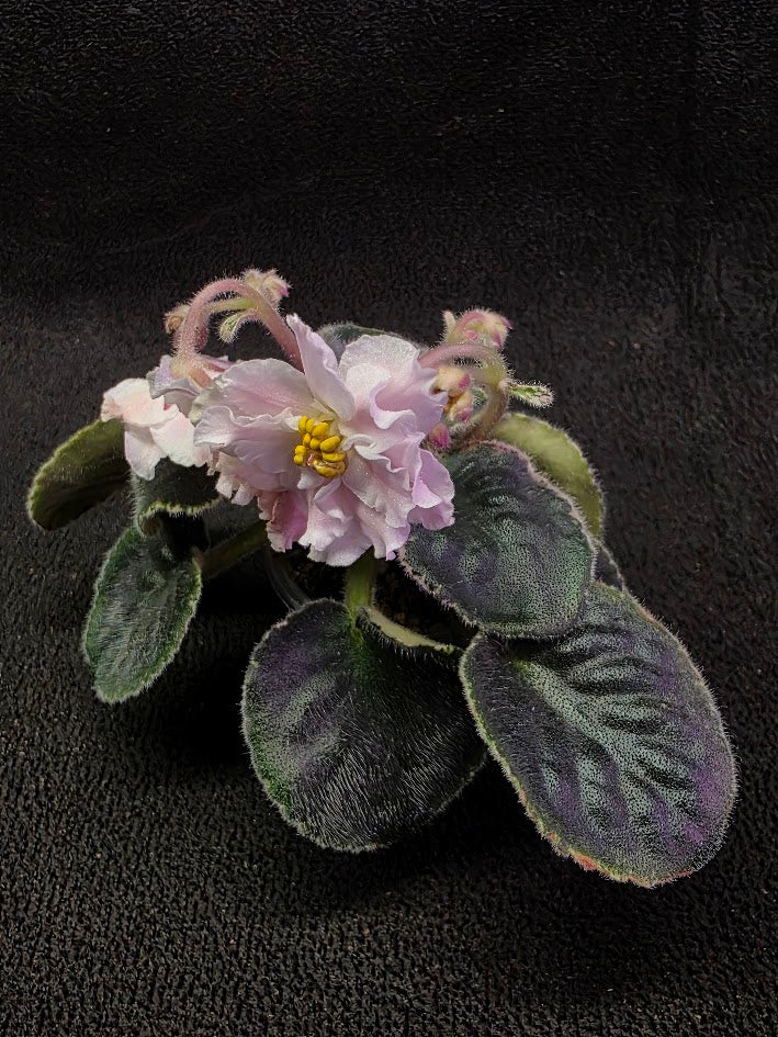 African Violet CM Rozivaya Akvarel Pink Watercolor #01