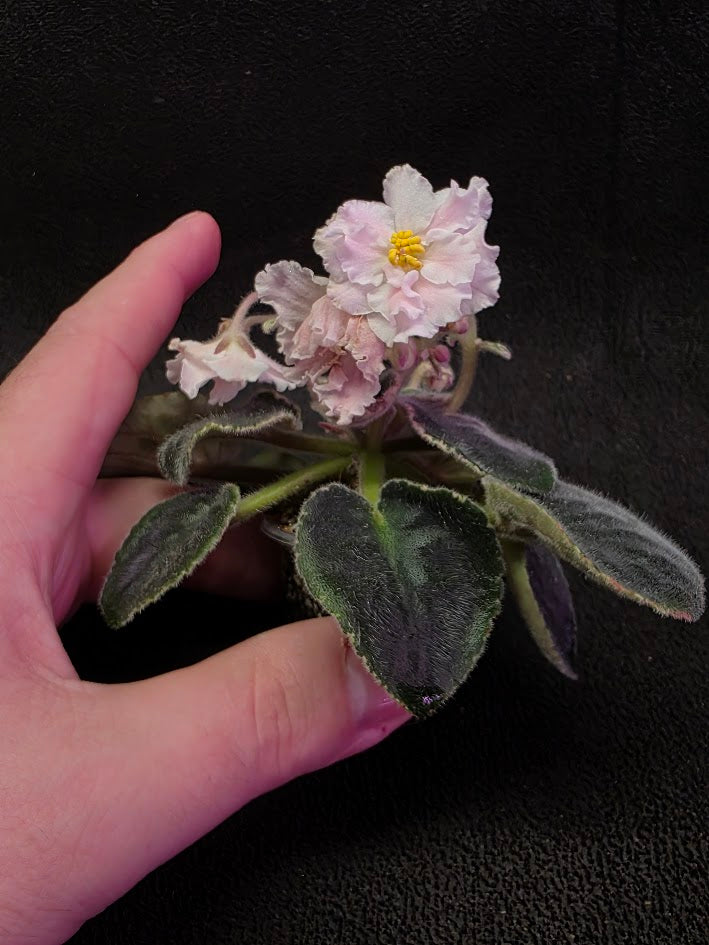 African Violet CM Rozivaya Akvarel Pink Watercolor #01