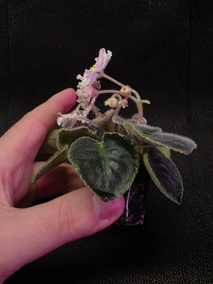 African Violet CM Rozivaya Akvarel Pink Watercolor #01