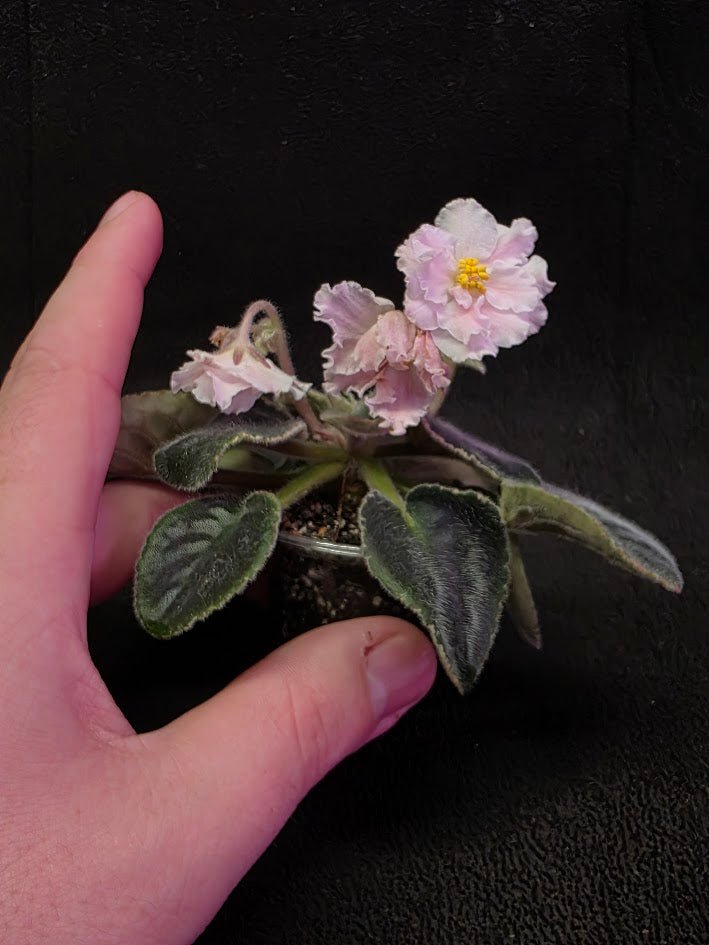 African Violet CM Rozivaya Akvarel Pink Watercolor #01