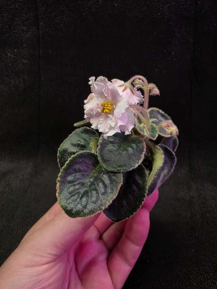 African Violet CM Rozivaya Akvarel Pink Watercolor #01