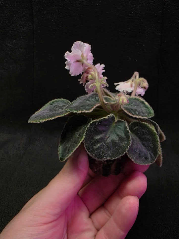 African Violet CM Rozivaya Akvarel Pink Watercolor #01