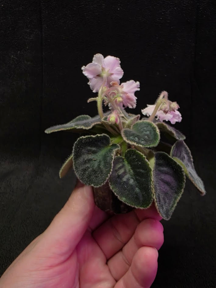 African Violet CM Rozivaya Akvarel Pink Watercolor #01