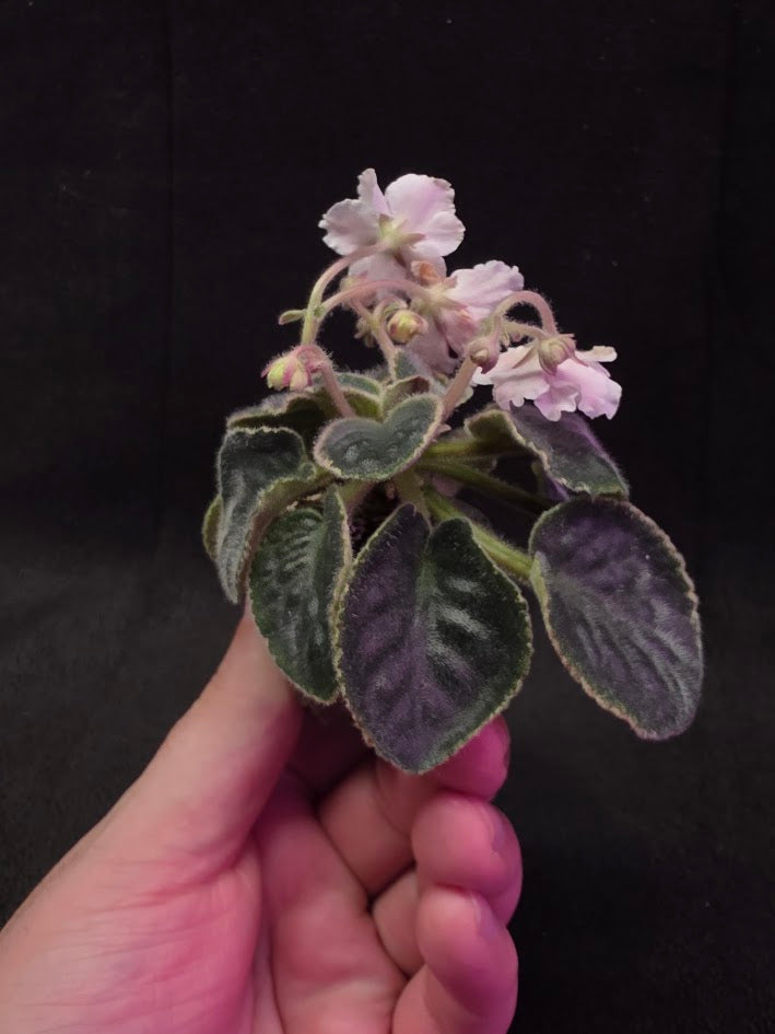 African Violet CM Rozivaya Akvarel Pink Watercolor #01