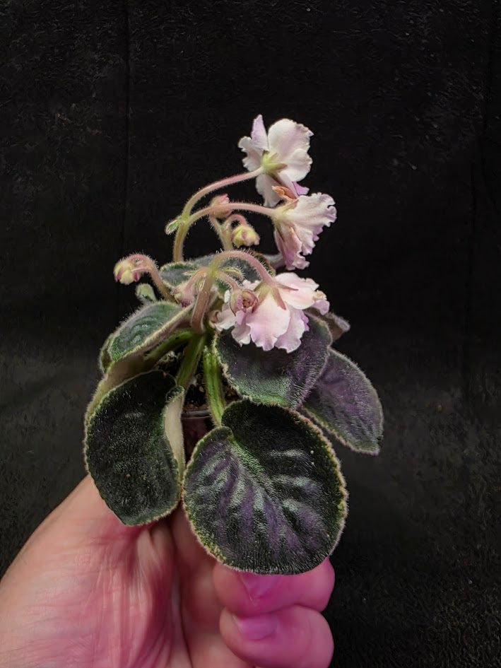 African Violet CM Rozivaya Akvarel Pink Watercolor #01