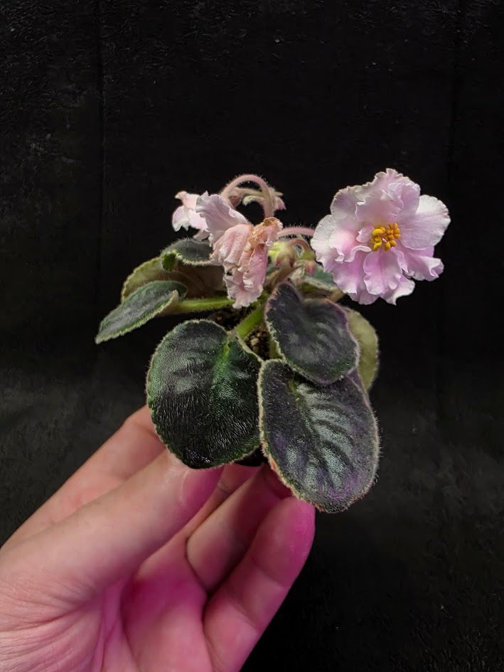African Violet CM Rozivaya Akvarel Pink Watercolor #01