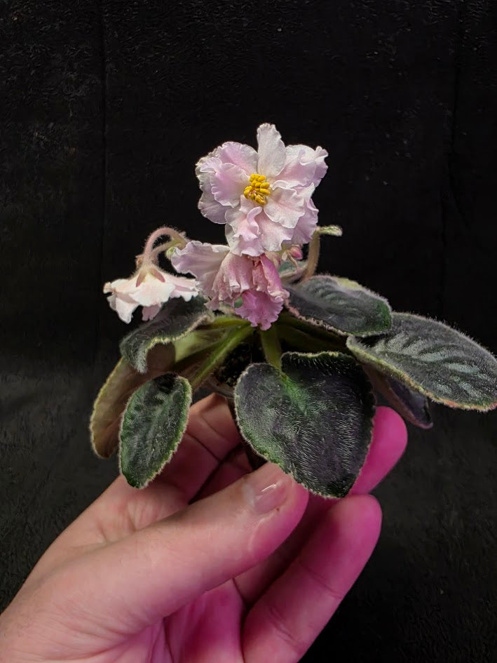 African Violet CM Rozivaya Akvarel Pink Watercolor #01