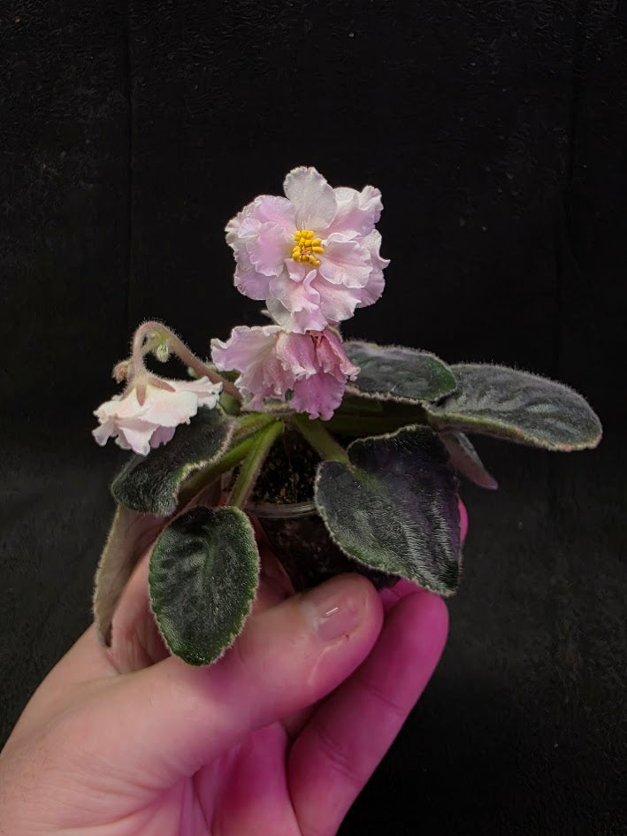 African Violet CM Rozivaya Akvarel Pink Watercolor #01