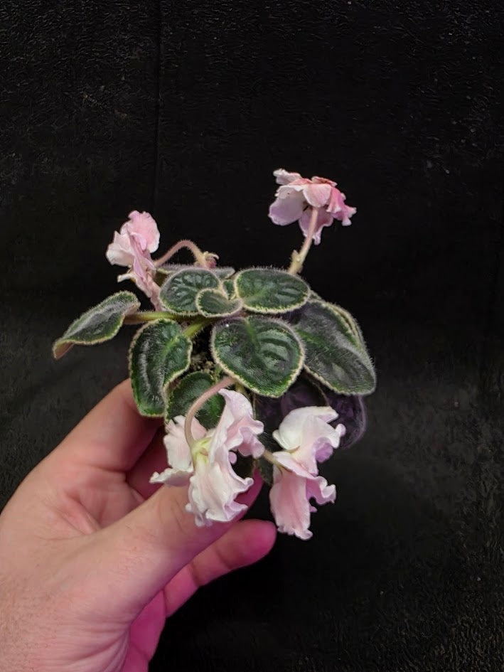 African Violet CM Rozivaya Akvarel Pink Watercolor #02