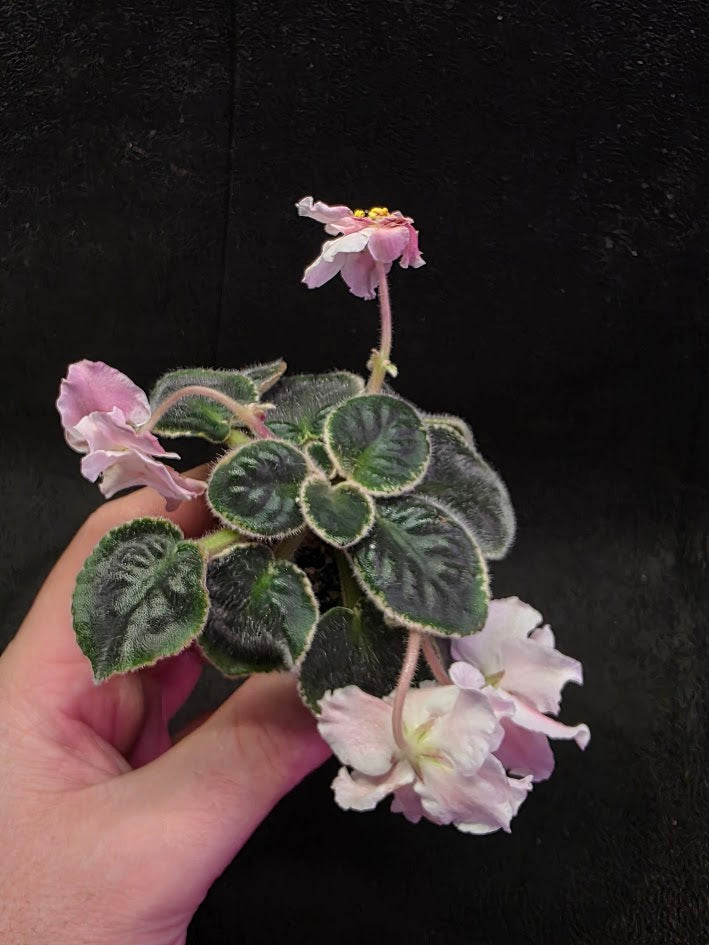 African Violet CM Rozivaya Akvarel Pink Watercolor #02