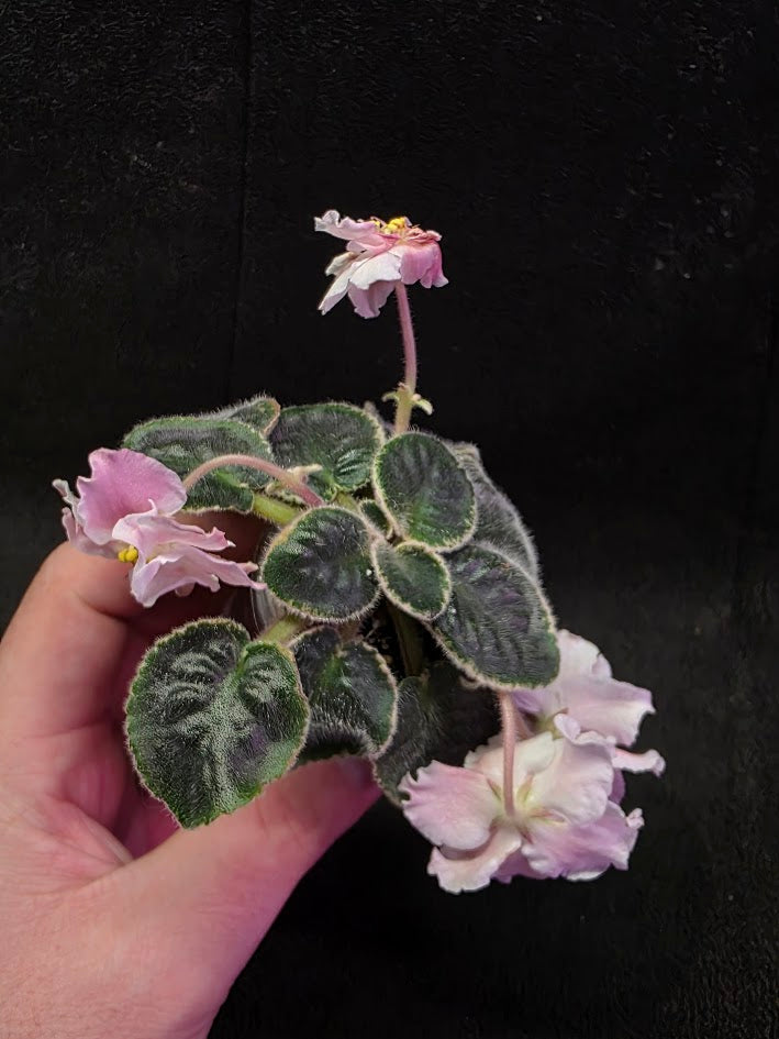 African Violet CM Rozivaya Akvarel Pink Watercolor #02