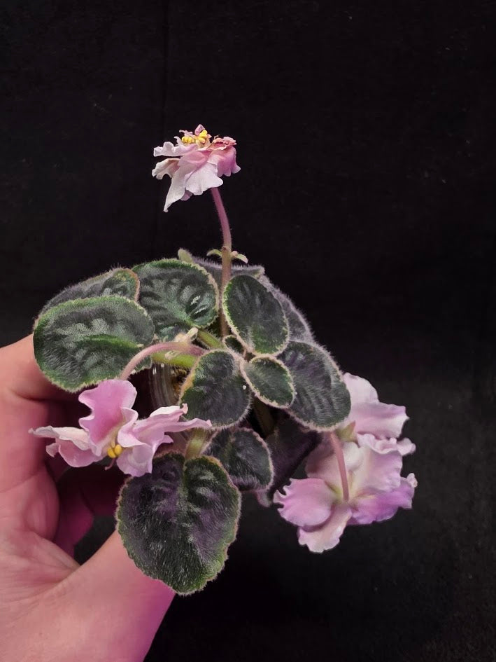 African Violet CM Rozivaya Akvarel Pink Watercolor #02