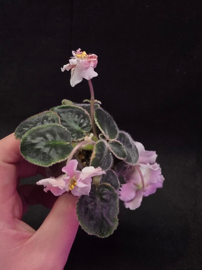 African Violet CM Rozivaya Akvarel Pink Watercolor #02