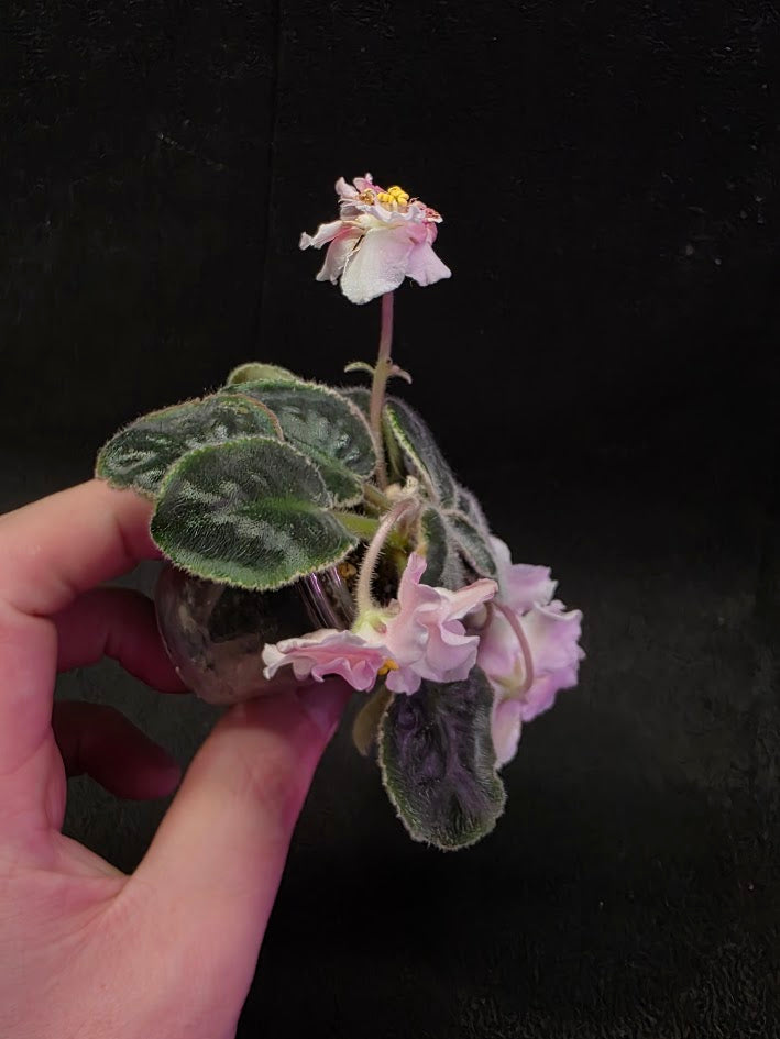 African Violet CM Rozivaya Akvarel Pink Watercolor #02