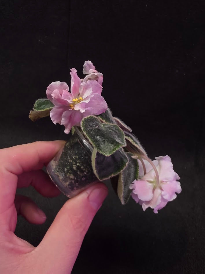 African Violet CM Rozivaya Akvarel Pink Watercolor #02
