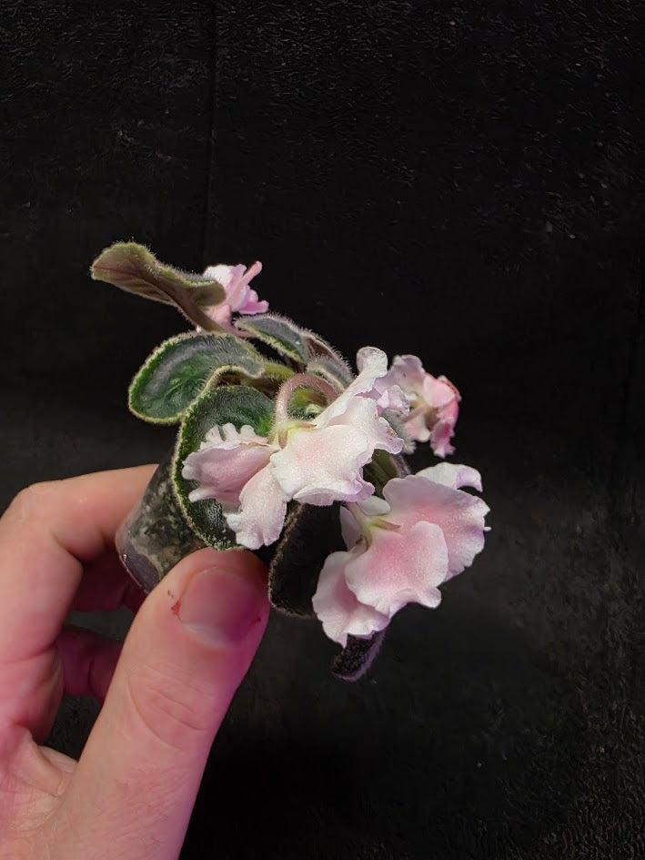 African Violet CM Rozivaya Akvarel Pink Watercolor #02