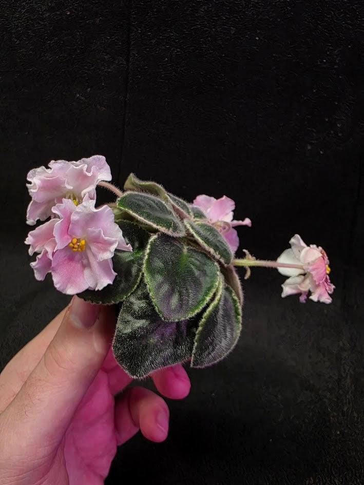 African Violet CM Rozivaya Akvarel Pink Watercolor #02
