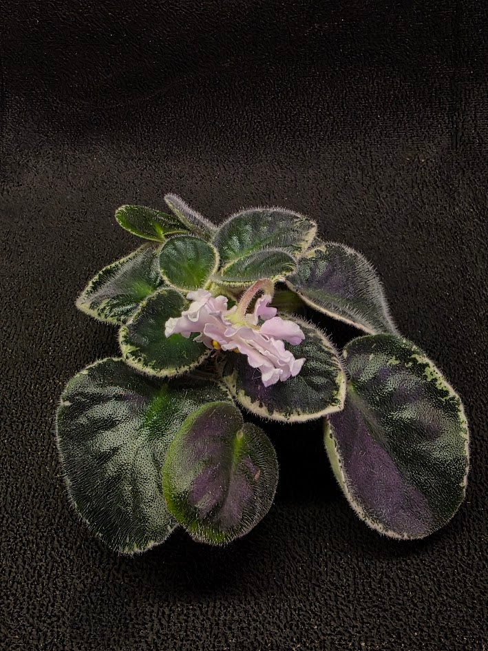 African Violet CM Rozivaya Akvarel Pink Watercolor #03