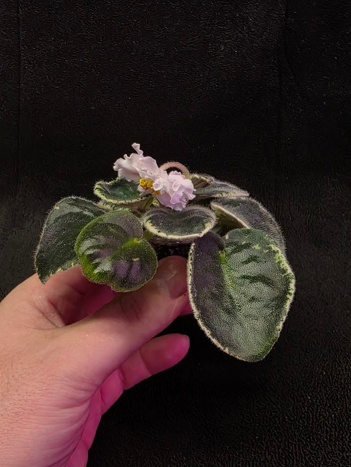 African Violet CM Rozivaya Akvarel Pink Watercolor #03