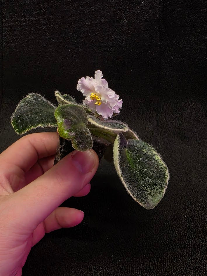 African Violet CM Rozivaya Akvarel Pink Watercolor #03