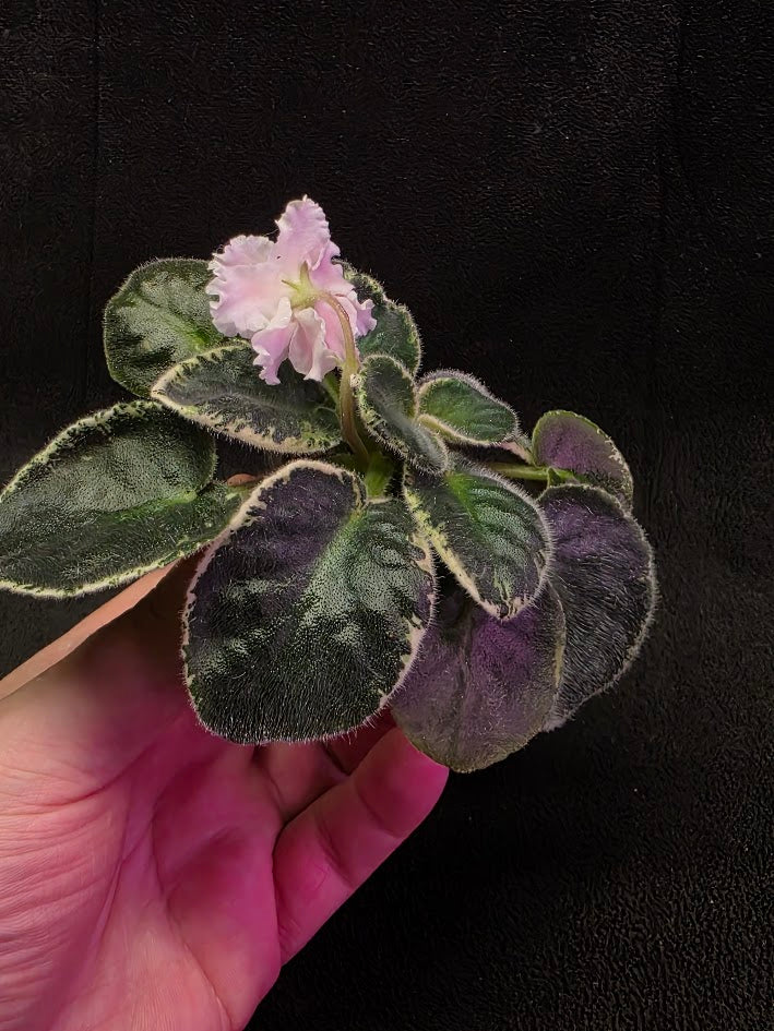 African Violet CM Rozivaya Akvarel Pink Watercolor #03