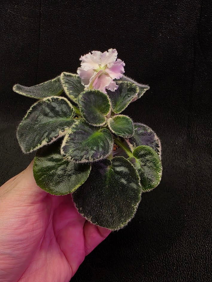 African Violet CM Rozivaya Akvarel Pink Watercolor #03