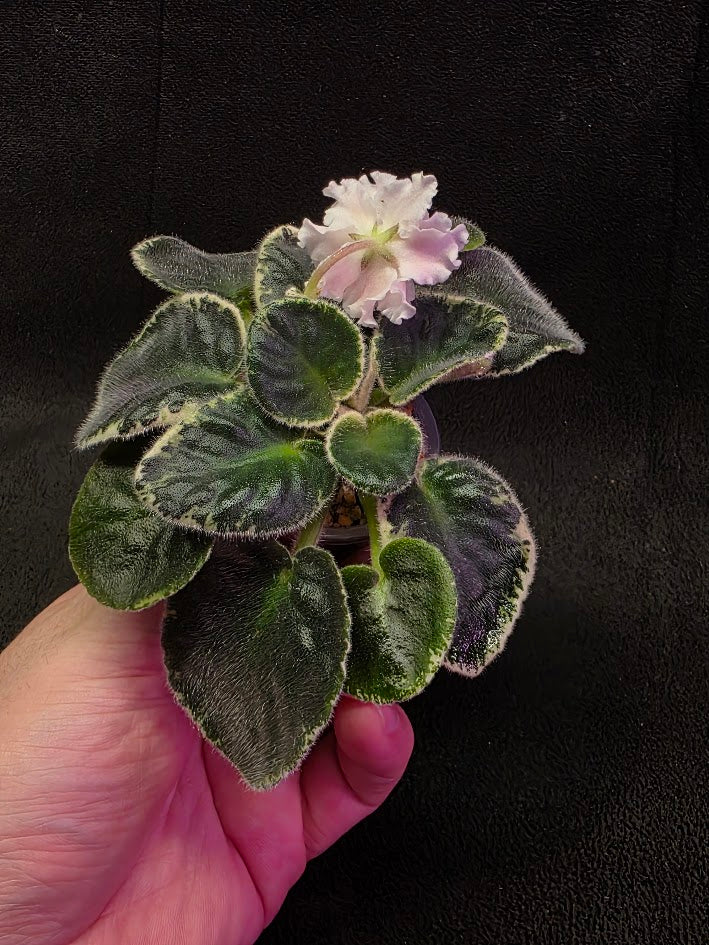 African Violet CM Rozivaya Akvarel Pink Watercolor #03