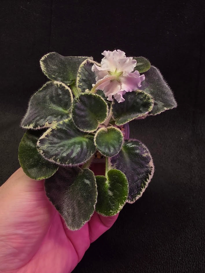 African Violet CM Rozivaya Akvarel Pink Watercolor #03
