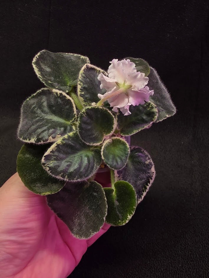 African Violet CM Rozivaya Akvarel Pink Watercolor #03
