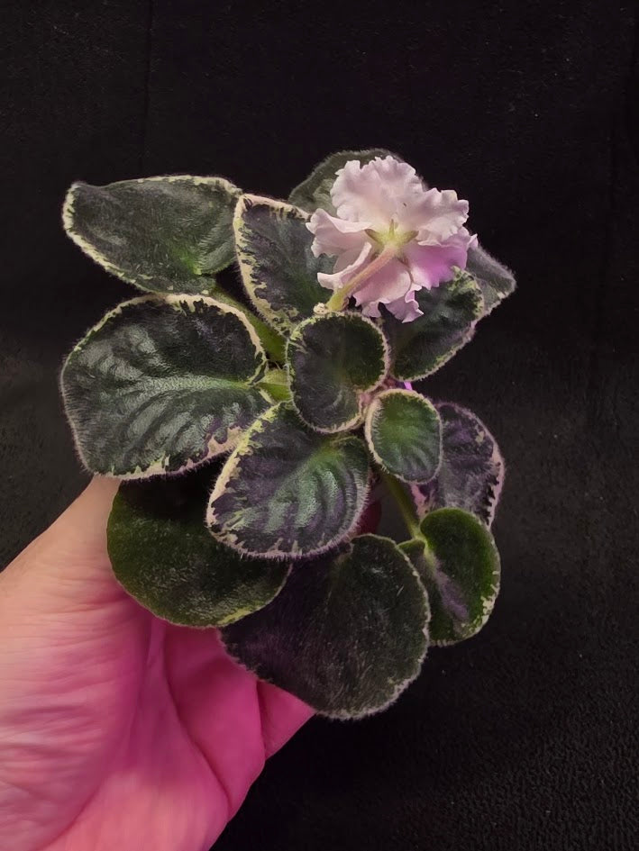 African Violet CM Rozivaya Akvarel Pink Watercolor #03