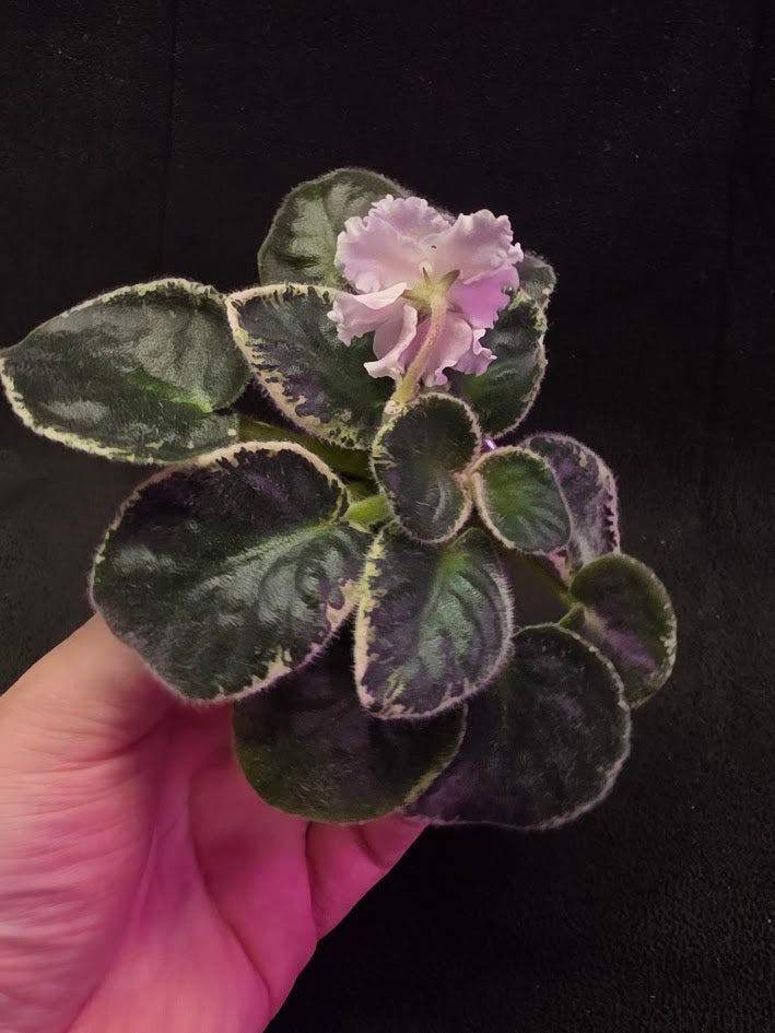 African Violet CM Rozivaya Akvarel Pink Watercolor #03
