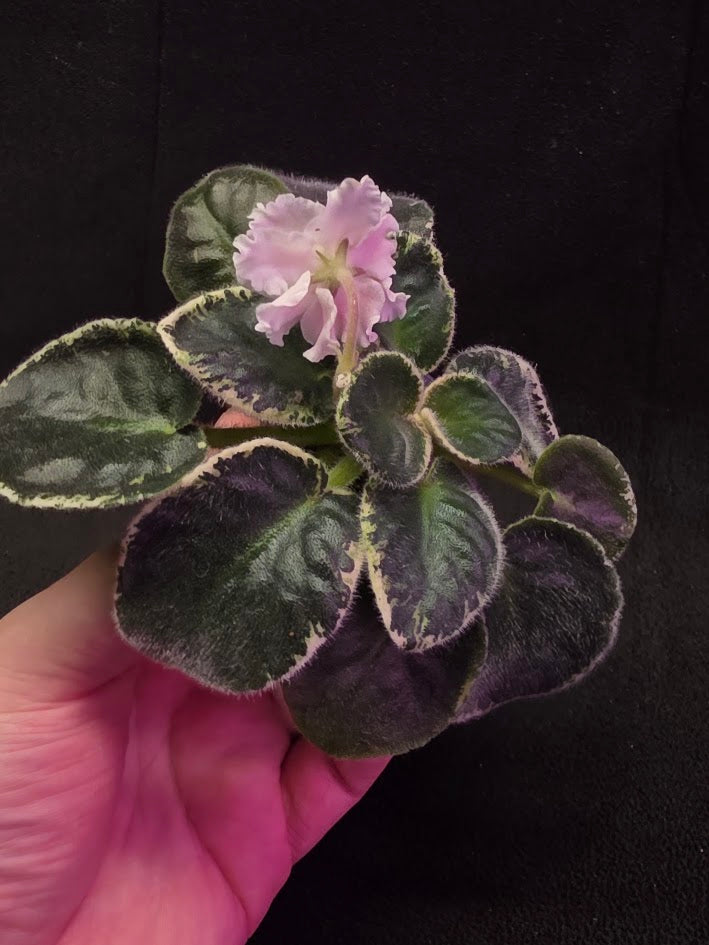 African Violet CM Rozivaya Akvarel Pink Watercolor #03