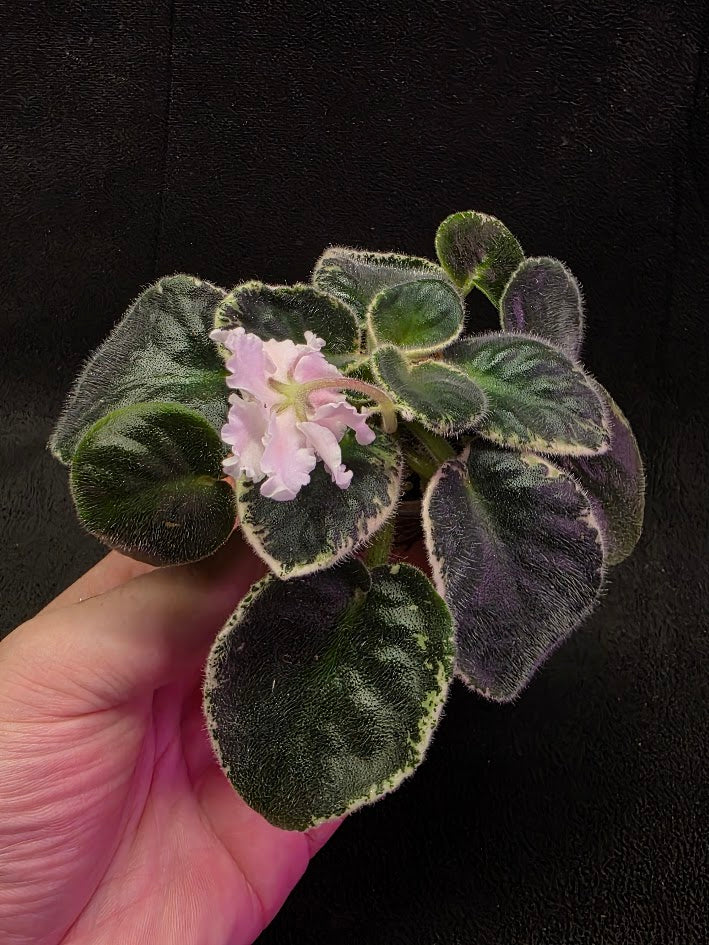 African Violet CM Rozivaya Akvarel Pink Watercolor #03