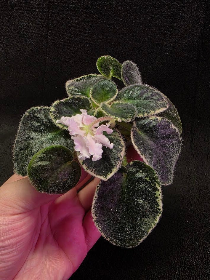 African Violet CM Rozivaya Akvarel Pink Watercolor #03