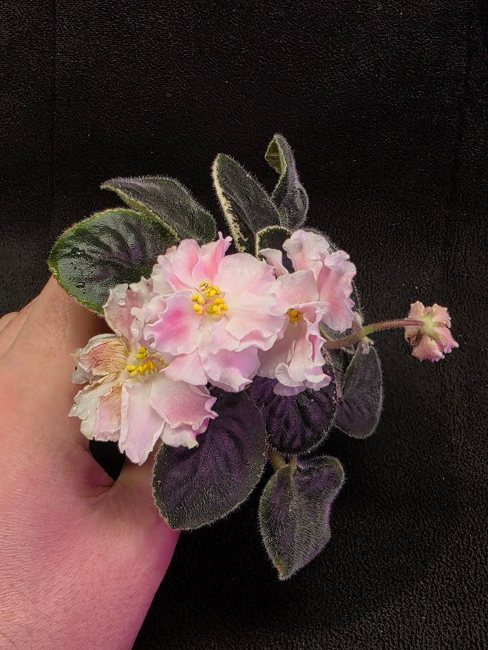 African Violet CM Rozivaya Akvarel Pink Watercolor #04