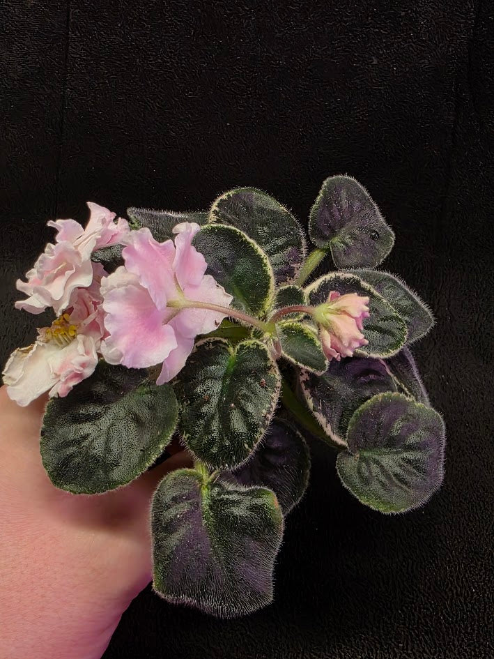 African Violet CM Rozivaya Akvarel Pink Watercolor #04