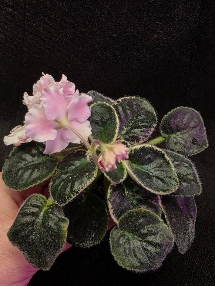 African Violet CM Rozivaya Akvarel Pink Watercolor #04