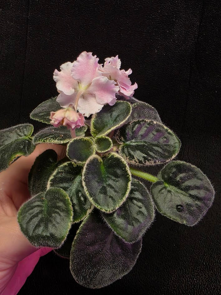 African Violet CM Rozivaya Akvarel Pink Watercolor #04
