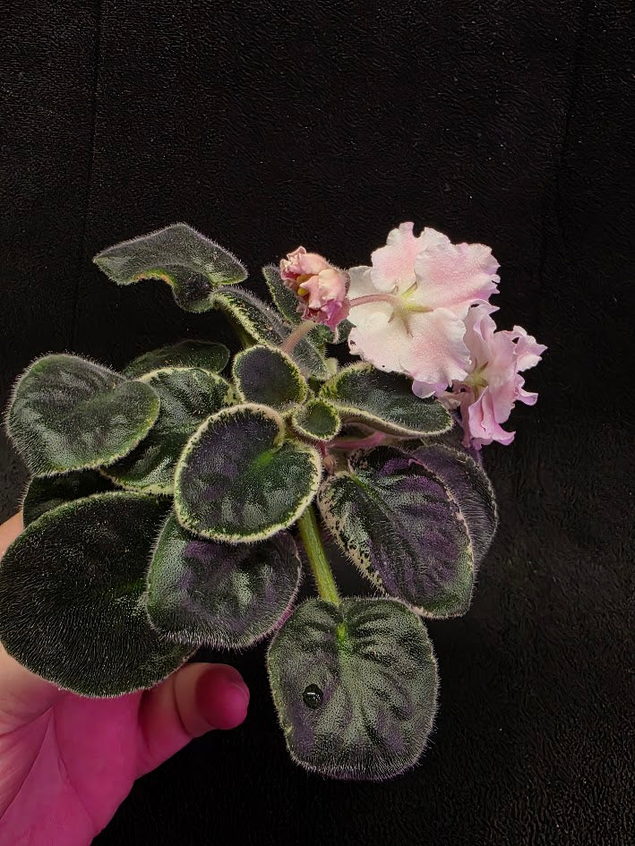 African Violet CM Rozivaya Akvarel Pink Watercolor #04