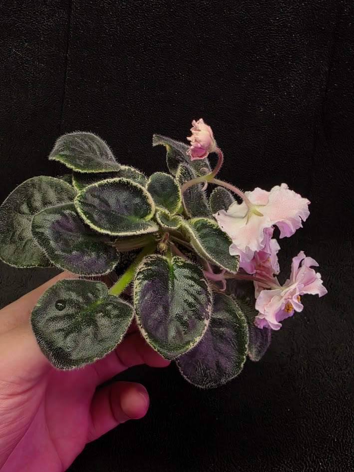 African Violet CM Rozivaya Akvarel Pink Watercolor #04