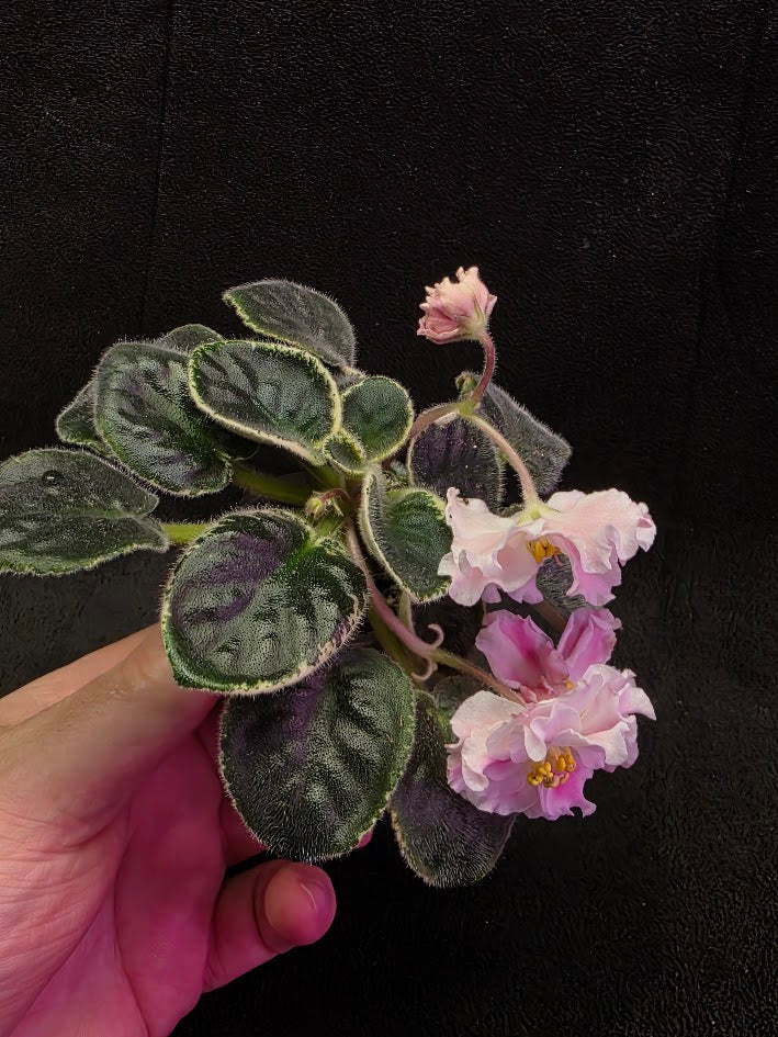 African Violet CM Rozivaya Akvarel Pink Watercolor #04