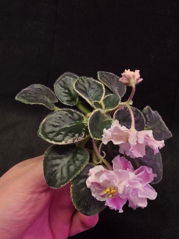 African Violet CM Rozivaya Akvarel Pink Watercolor #04