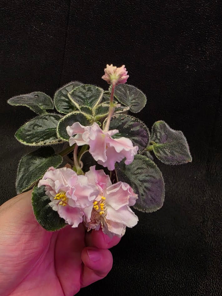 African Violet CM Rozivaya Akvarel Pink Watercolor #04
