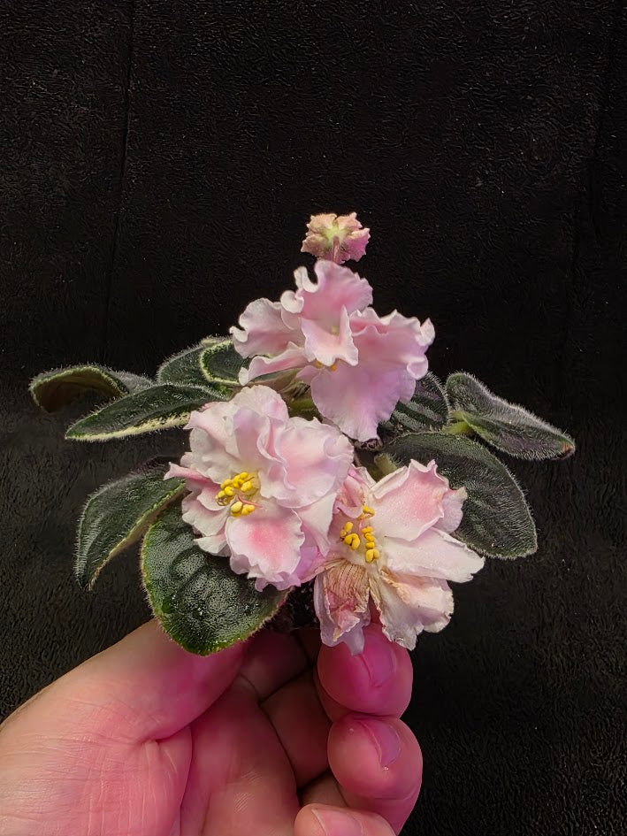 African Violet CM Rozivaya Akvarel Pink Watercolor #04