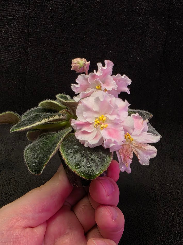 African Violet CM Rozivaya Akvarel Pink Watercolor #04